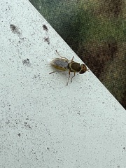 Hedriodiscus vertebratus