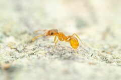 Pheidole micula