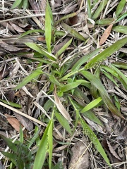 Dichanthelium laxiflorum