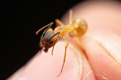 Camponotus festinatus