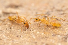 Camponotus festinatus