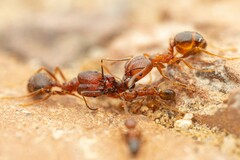 Pheidole hyatti