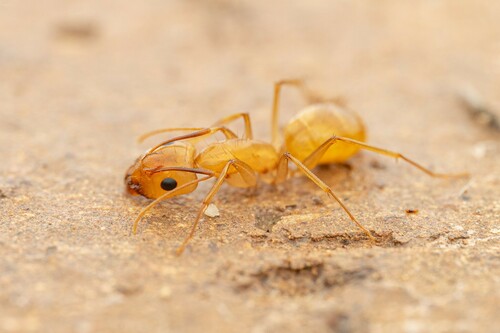 Camponotus fragilis photo 3