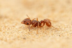 Tetramorium hispidum