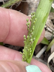 Dichanthelium laxiflorum