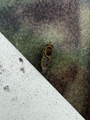 Hedriodiscus vertebratus