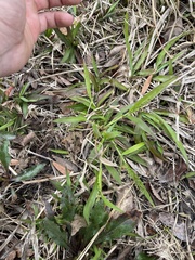 Dichanthelium laxiflorum