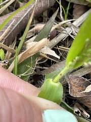 Dichanthelium laxiflorum