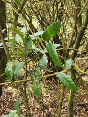 Rubus swinhoei