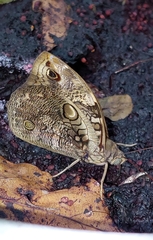 Opsiphanes
