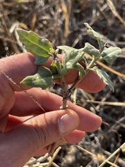 Bebbia atriplicifolia