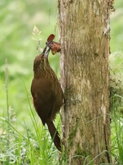 Xiphocolaptes promeropirhynchus