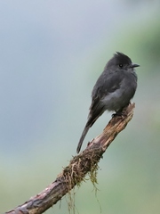 Contopus fumigatus