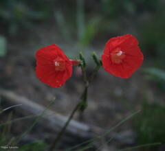Ipomoea cristulata