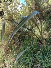 Phormium