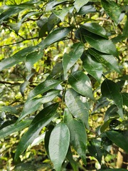 Lindera communis