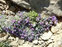 Astragalus spatulatus