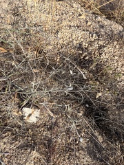 Porophyllum maritimum