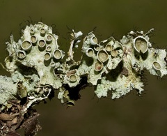 Parmotrema submarginale