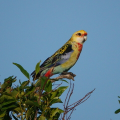 Platycercus eximius x adscitus