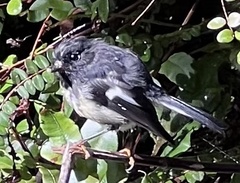 Petroica macrocephala