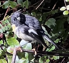 Petroica macrocephala