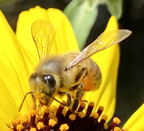 iNaturalist observation photo of Western Honey Bee
