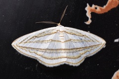 Sarcinodes aequilinearia