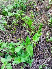 Asystasia gangetica