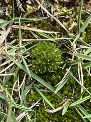 Physcomitrium pyriforme