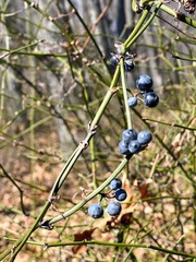 Smilax rotundifolia