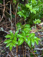 Angelica lucida