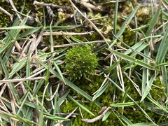 Physcomitrium pyriforme