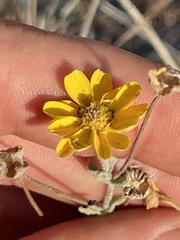 Melampodium sinuatum