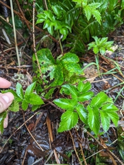 Angelica lucida