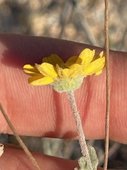 Melampodium sinuatum