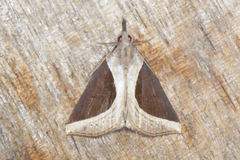 Hypena nualis