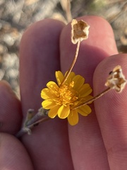 Melampodium sinuatum