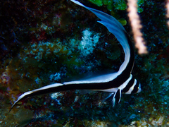 Eques punctatus