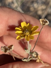 Melampodium sinuatum