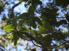 Gmelina leichhardtii