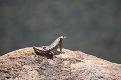Sceloporus spinosus