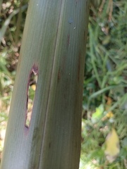Phormium