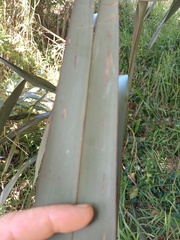 Phormium