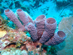 Callyspongia aculeata