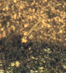 Thermonectus