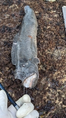 Cebidichthys violaceus