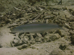 Malacanthus plumieri