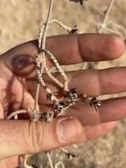Froelichia xantusii