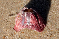 Megabalanus
